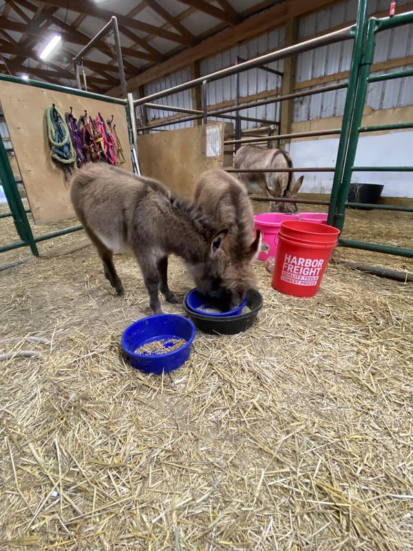 Mini donkeys love it!