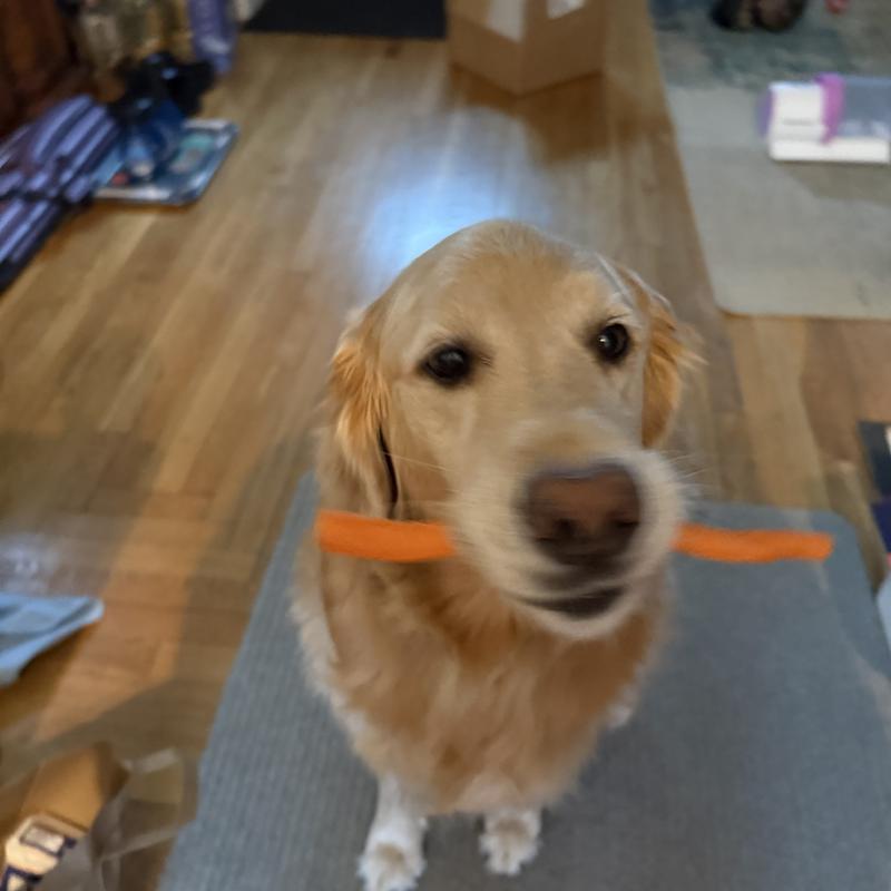 Phoebe enjoying her treat! Carrots!