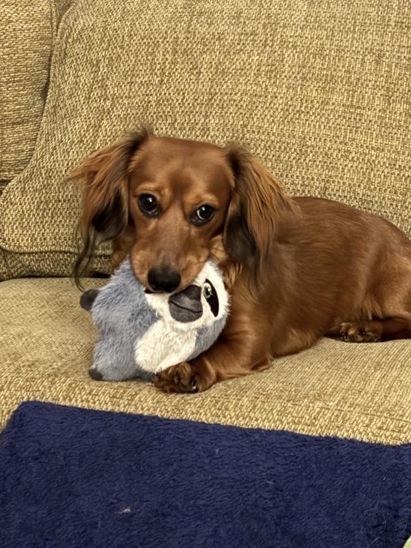KONG Snuzzles Kiddos Sloth Tough Squeaky Dog Plush Toy, Grey