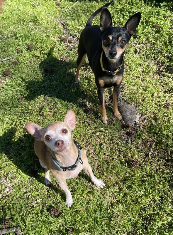 Izzy & Pip (not so) patiently waiting.