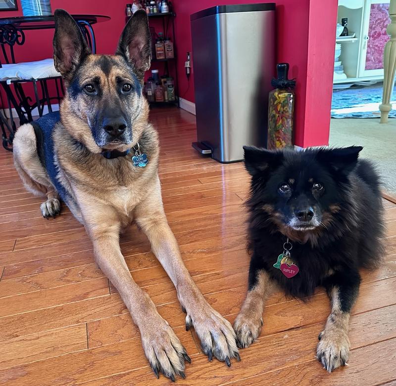 Loki the Destroyer and Ripley the Survivor