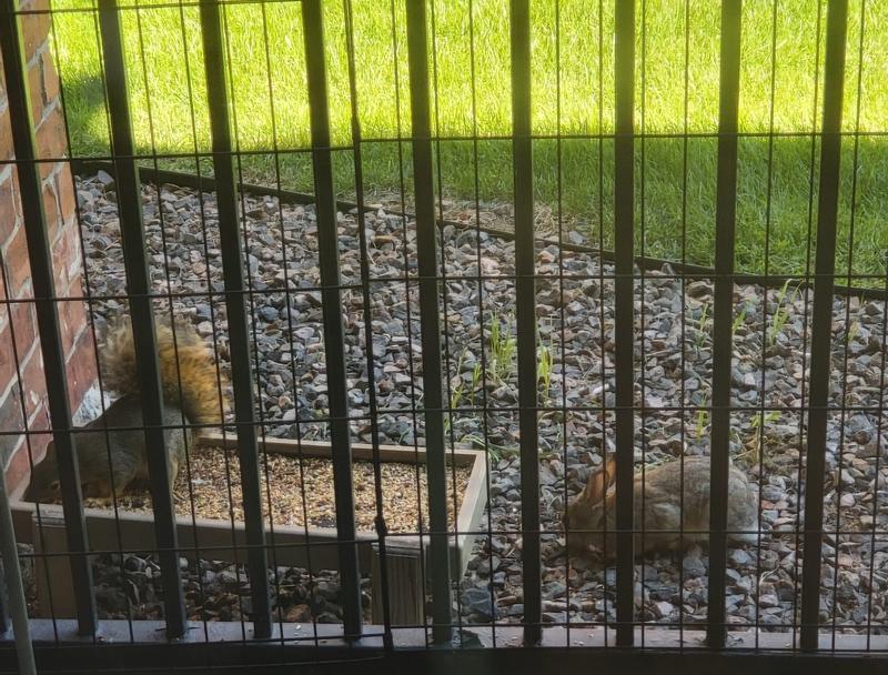 A squirrel and a rabbit share space at our critter table.