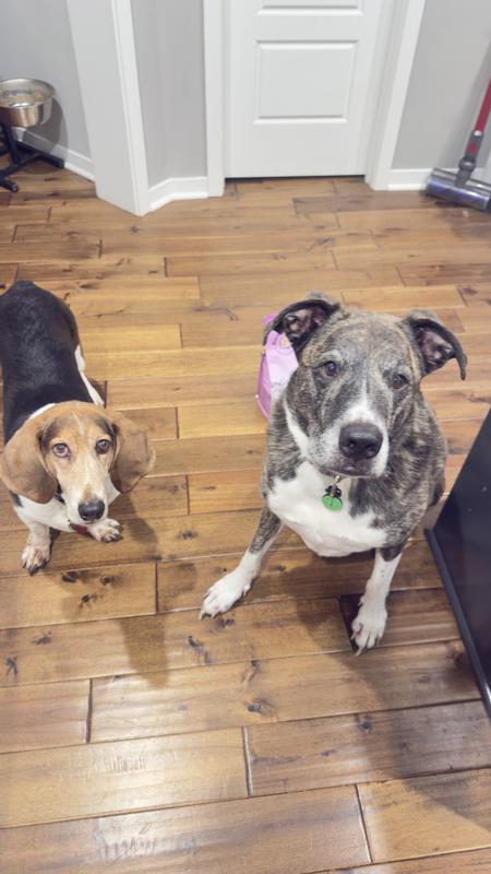 Waiting for our “lamby treats”