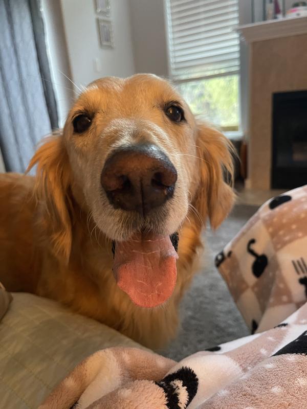 He’s a happy boy after his PurinaOne and Fresh pet. :)
