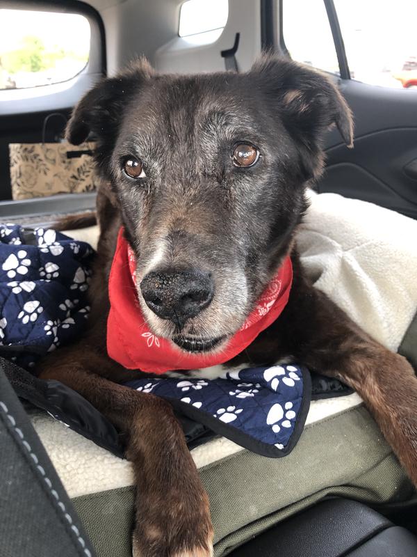Bo our sweet Boy