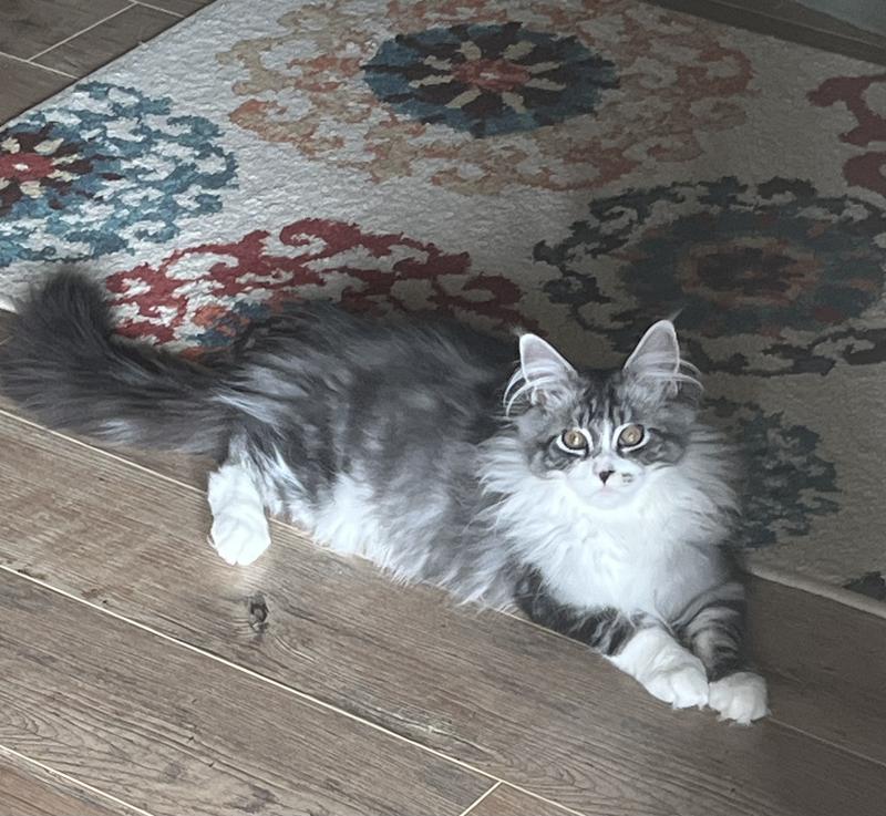 Tuxedo silver Maine Coon kitten