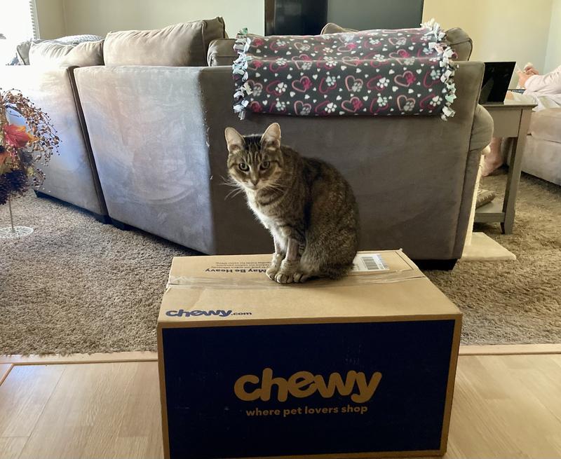 CATALYST PET Healthy Formula Cat Litter, 10lb bag