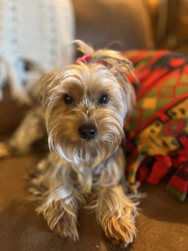 They are just right for a small dog. I have a little Yorky. She loves them. She even knows the package. She gets so excited when she sees it. Thank you so much for your product. Have a blessed holiday.