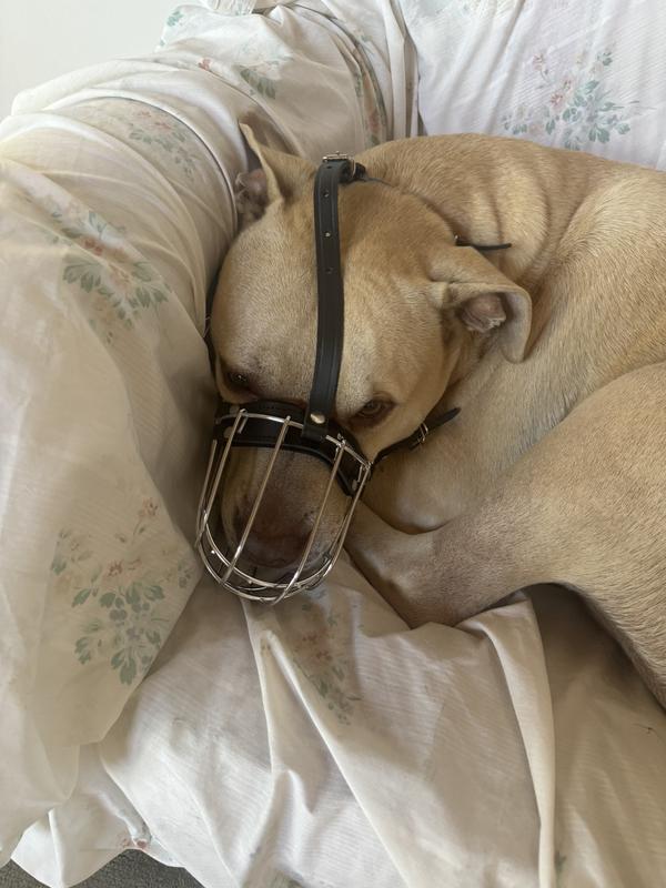 In preparation of Penelope’s (Husky) visit.