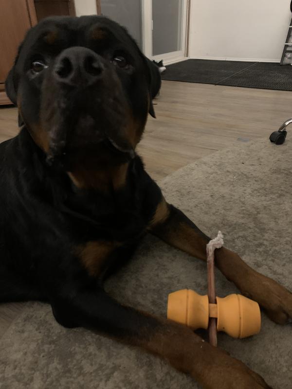 My boy Canon ❤️ is bully sticks