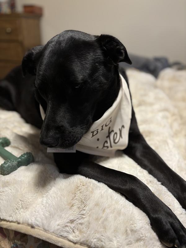 Goldendoodle and Lab mix try on the “Big Sister” bandana