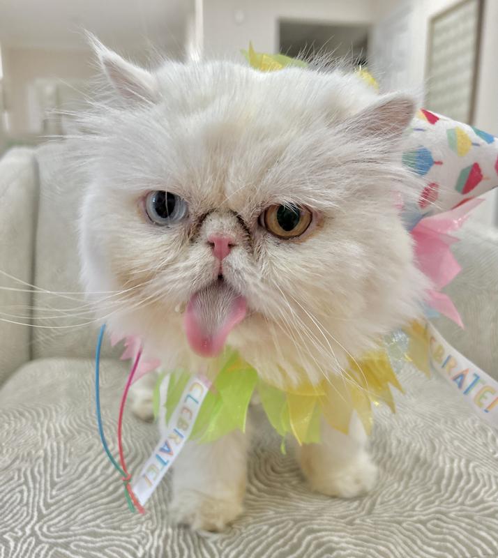 Perfect for bday pics