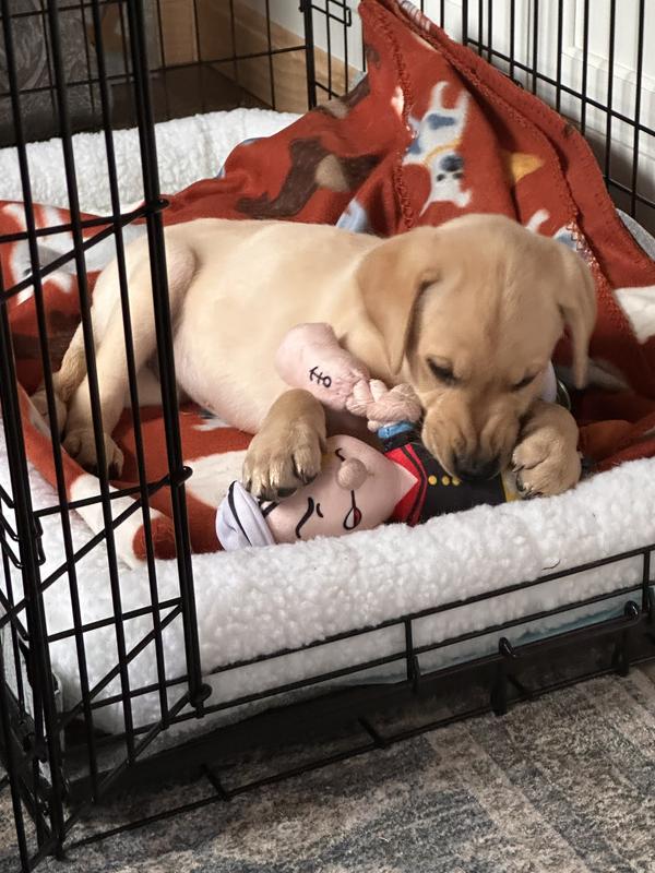 Indy resting in his crates chewing on one of his favorite toys Popeye