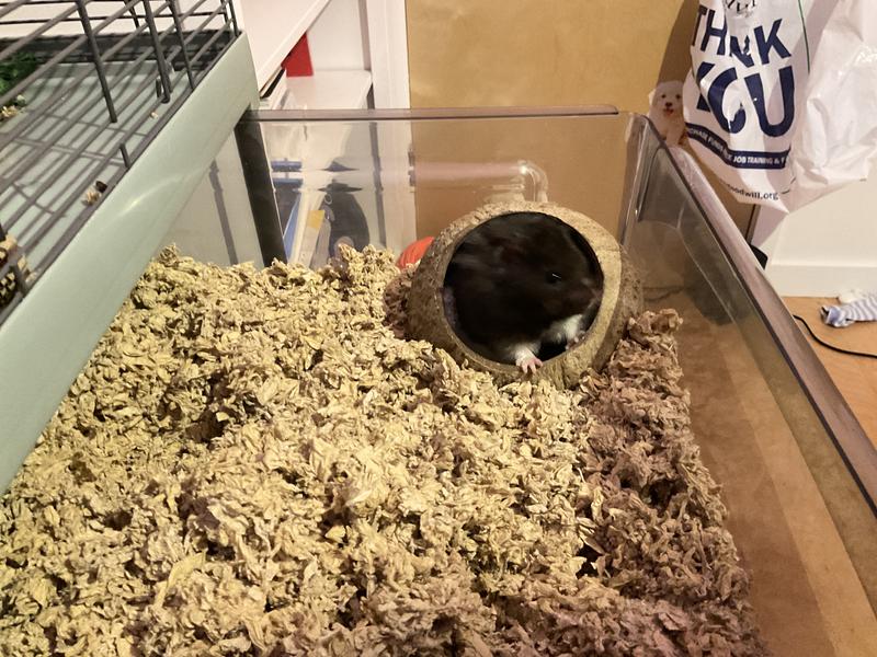 Really cute, my hamster loves it!