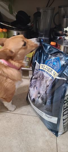 Sniffing the bag wanting to eat it all