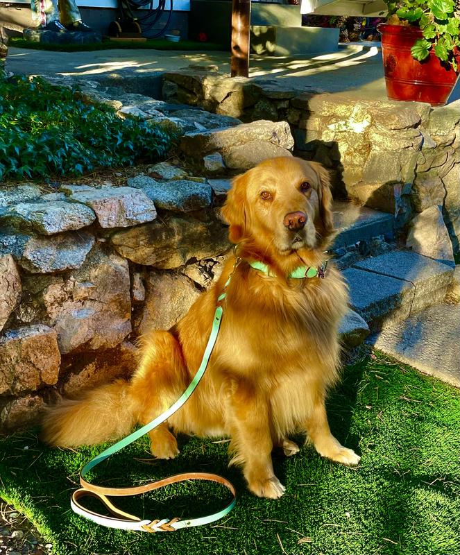 We love our Soft touch collar and leash