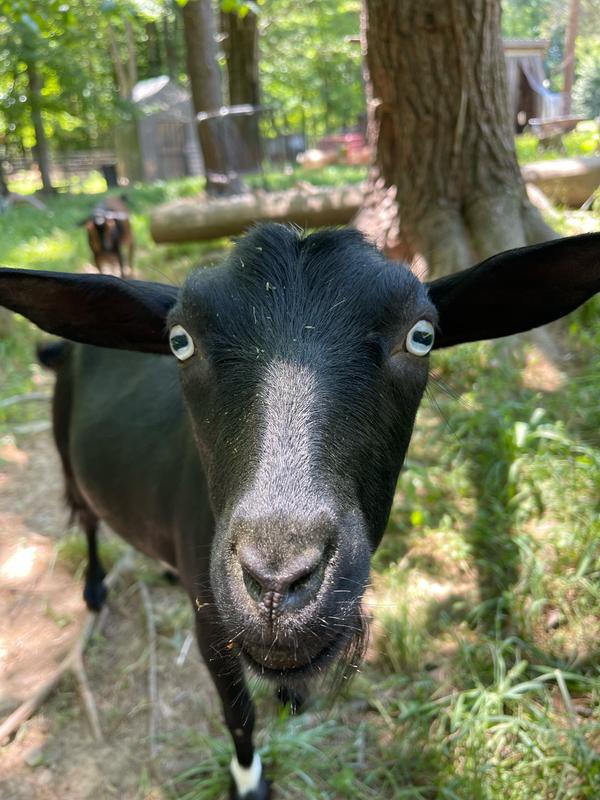 SUNGLO Full Tank Pelleted Show Animal Cattle, Sheep, & Goat Supplement