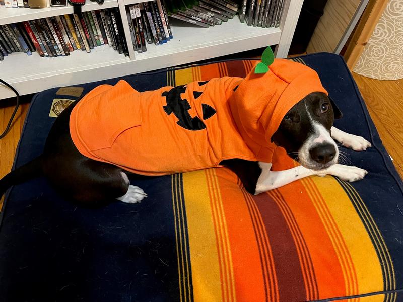 Pup Crew Pumpkin Houndstooth Dog & Cat Sweater