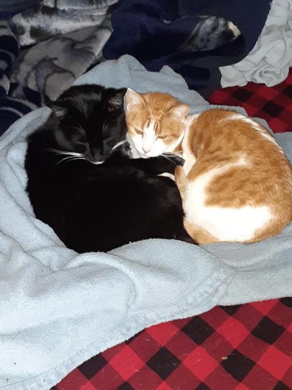 Sylvester & Lil Bit
