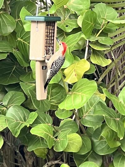Woodpecker enjoying a snack