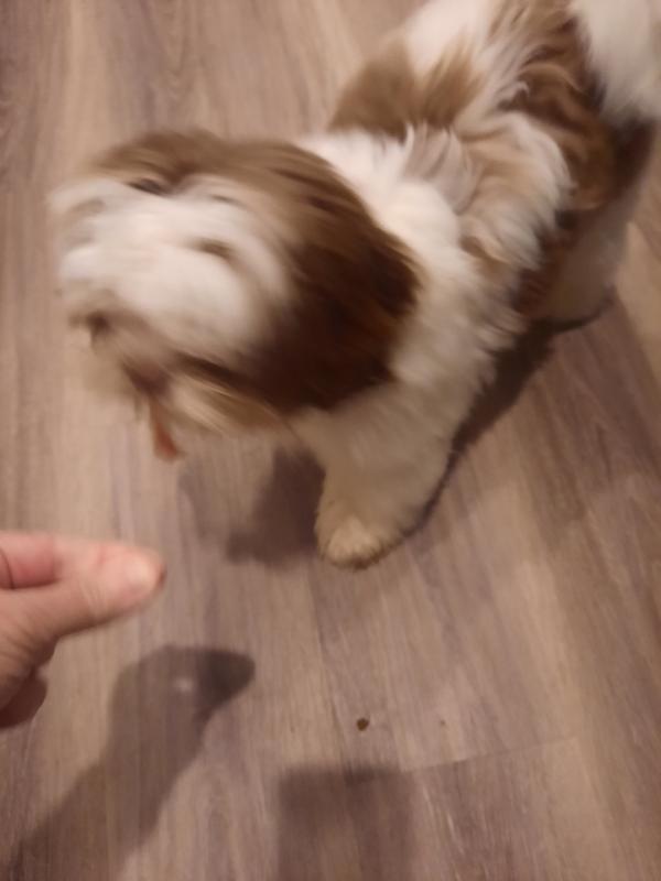 Wrigley eats it so fast it's hard to get a good picture!