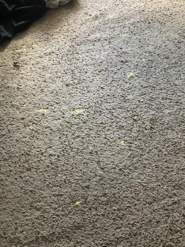 The fuzzies it left from the cats shredding the toy lol. I wouldn’t say it’s the toys fault, my cats play rough!