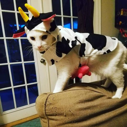 Cat in cow costume best sale