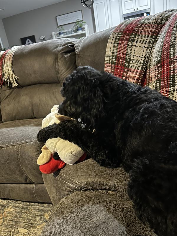 Lamby gets the Lovins