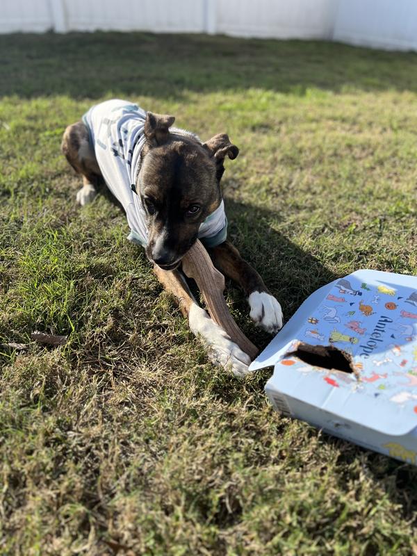 He had fun with the box too!