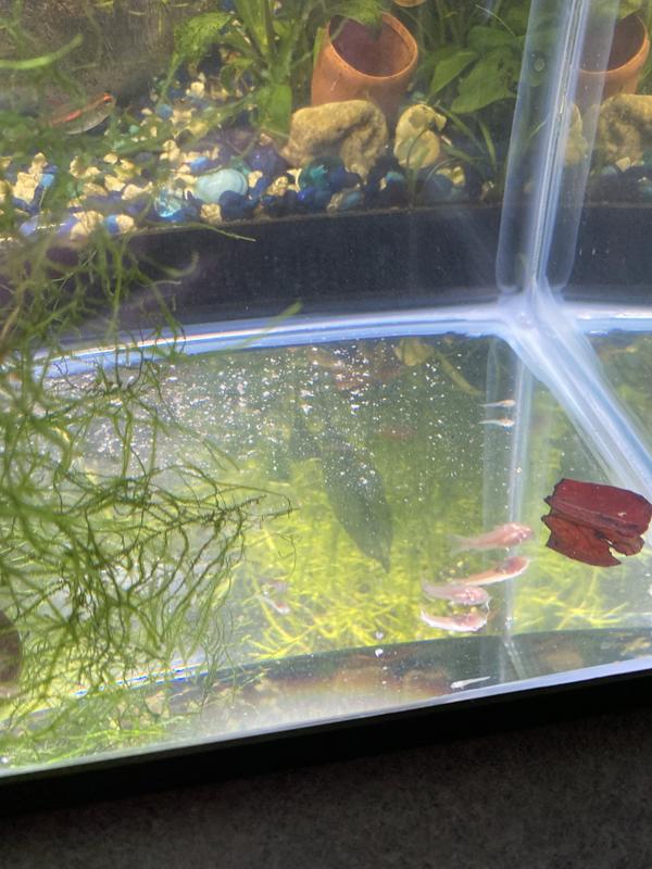 2 from first egg laying, about 10 from second. Oldest are almost a month!