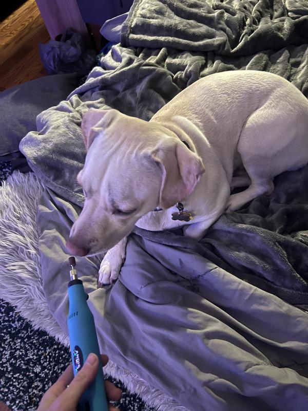 My pup familiarizing with the tool