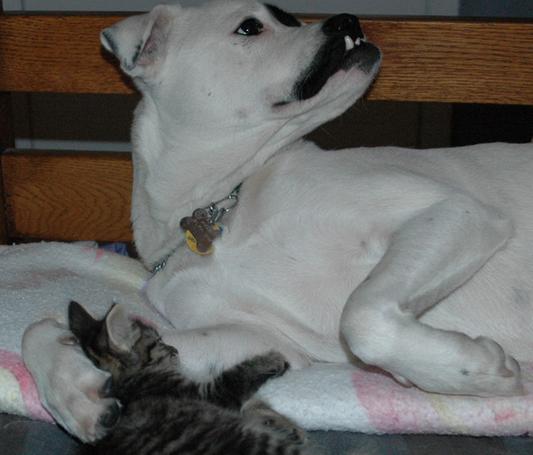 Willie and his cat