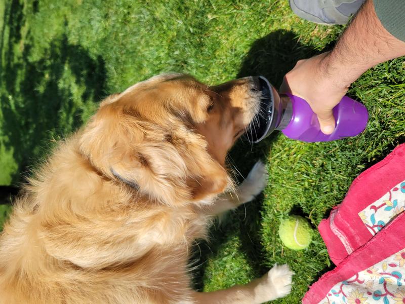 HIGHWAVE AutoDogMug Portable Dog Water Bottle & Bowl, 20oz bottle, Red