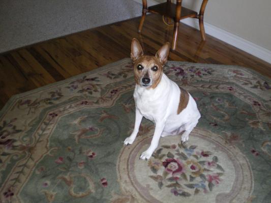 Murphy 13 yrs. old
