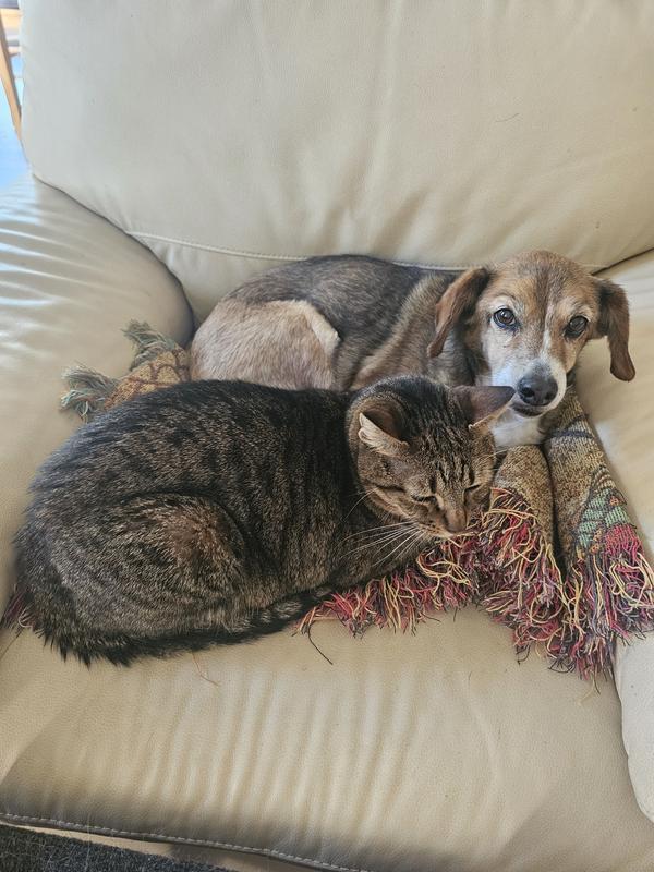 Our sweet senior pup