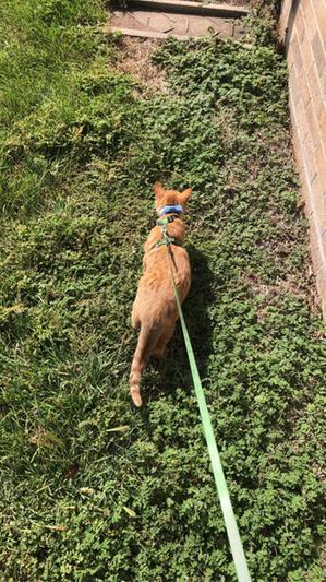 Pet Supplies : Red Dingo CC-SK-RE-SM Designer Cat Collar, Fishbone Red,  Adjustable : Pet Collars 