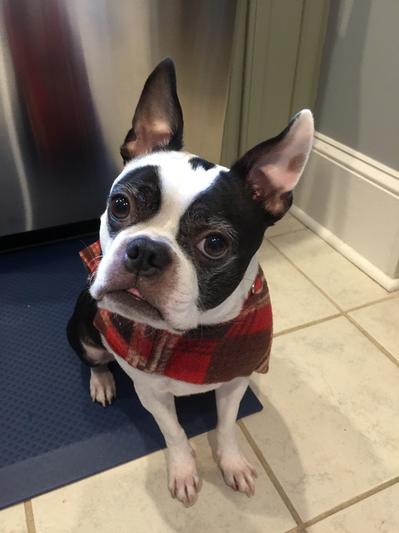 Petey is a big fan of Victor dog food!