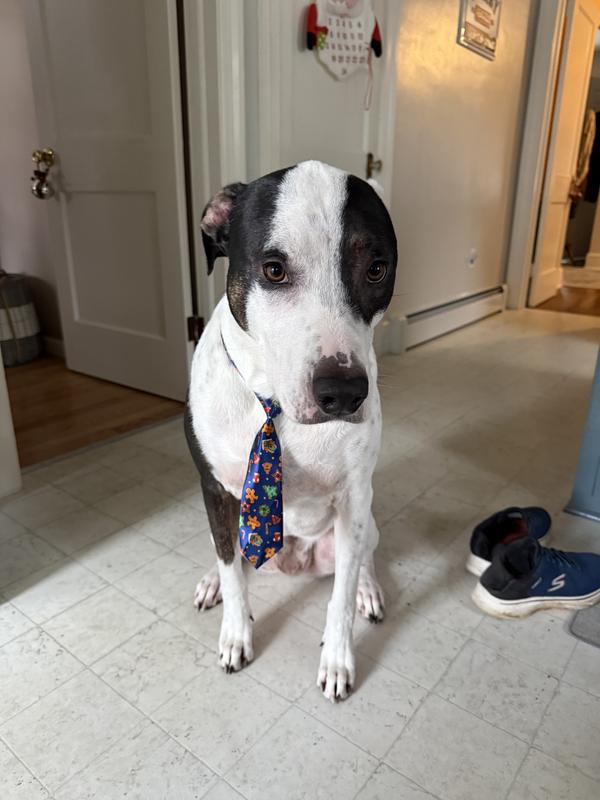 Merry Christmas from Patches!