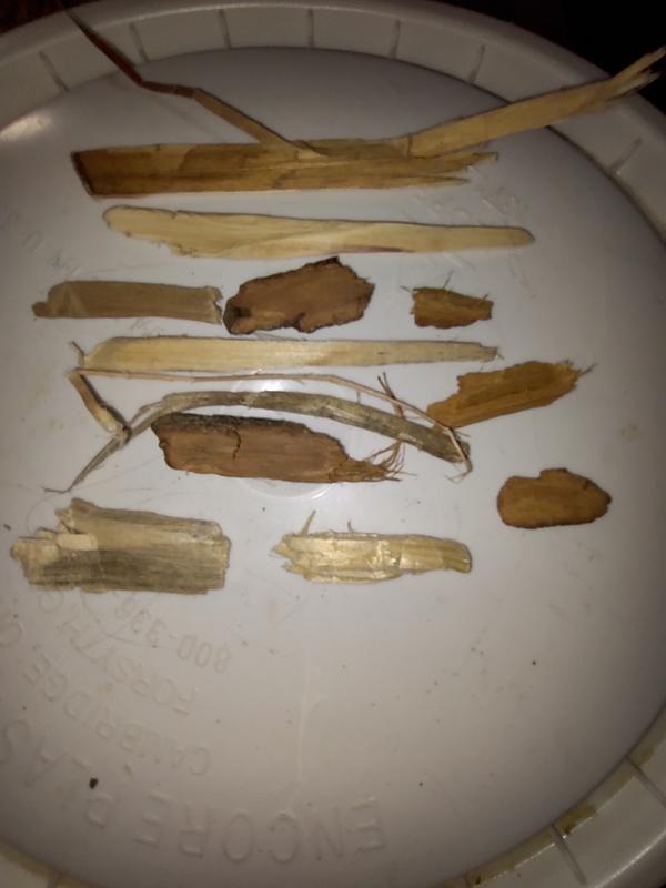 These are the large chunks of wood that I took out of the bag of shredded Aspen bedding. So one photo with my eyeglasses in it was a very large chunk until my youngest cat ran off with it to chew on. on.