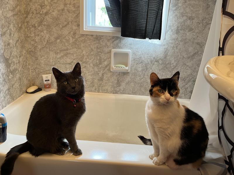 My kitties say thank you -no more upset tummy!