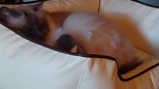 Proof. My guy enjoys this bed. So will yours.