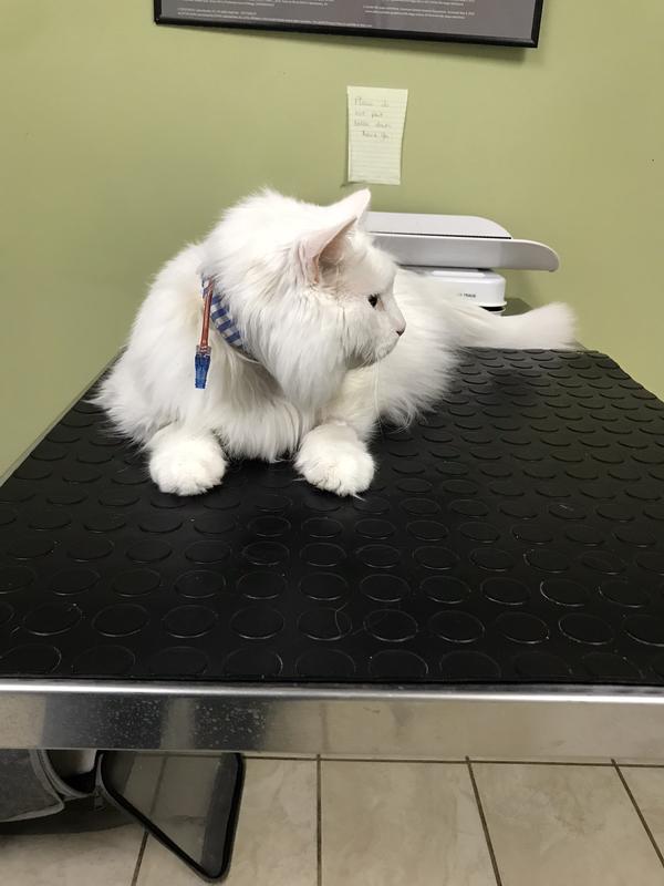 My cat had to have a feeding tube put in for several weeks. $5k to save him while two others died