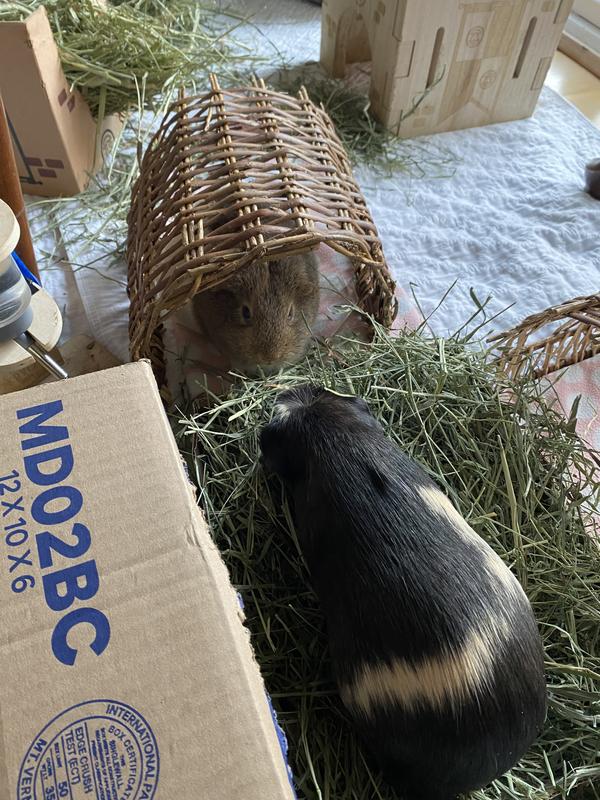 Floor time at my house and chilling in the twig tunnel!!