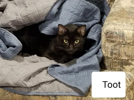 Ebby Tootles