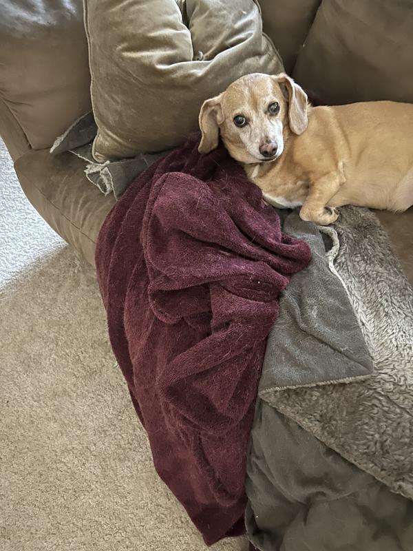 My old girl loves this product