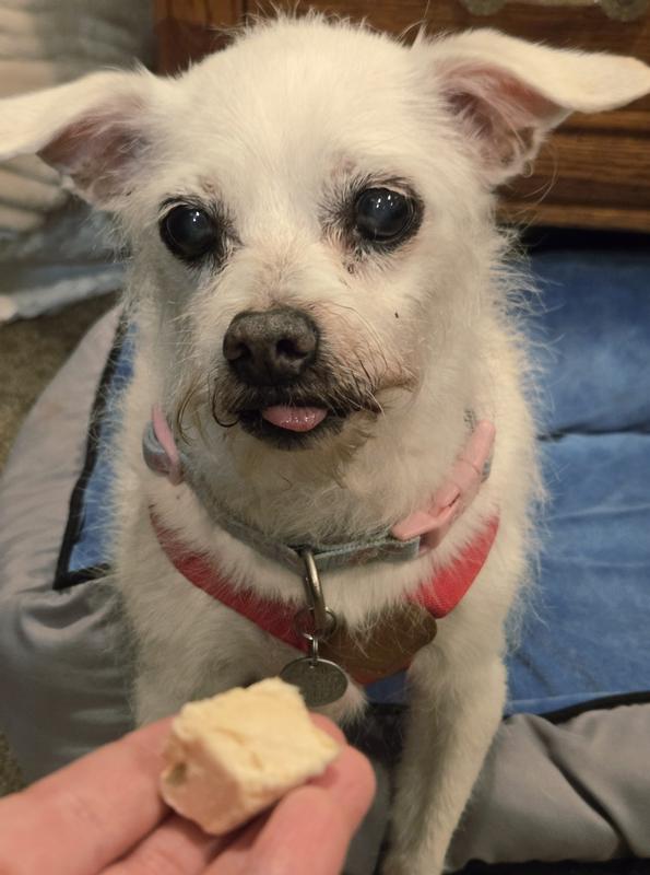 Zoey patiently waiting for the okay!