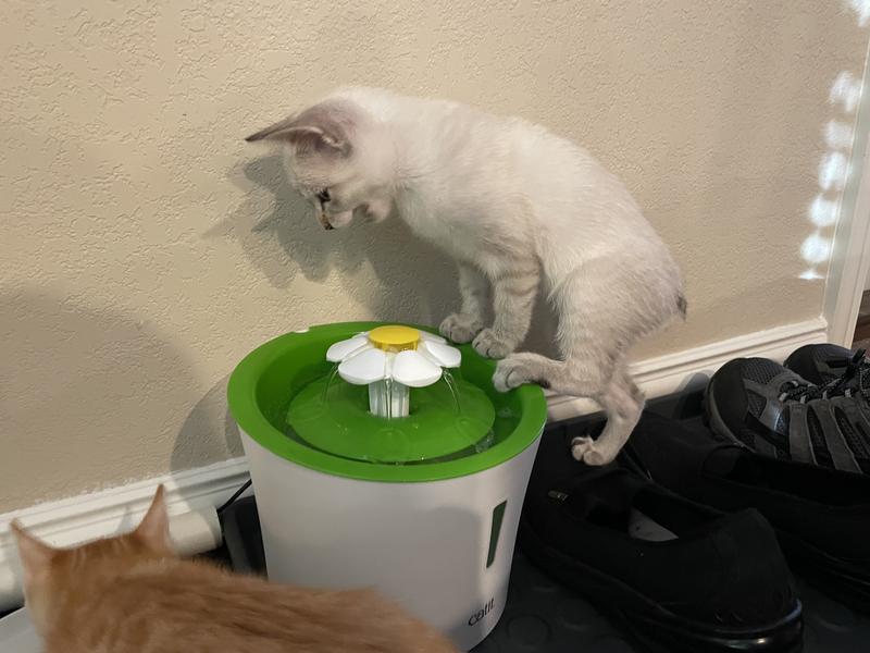 She always has to have three points of contact!