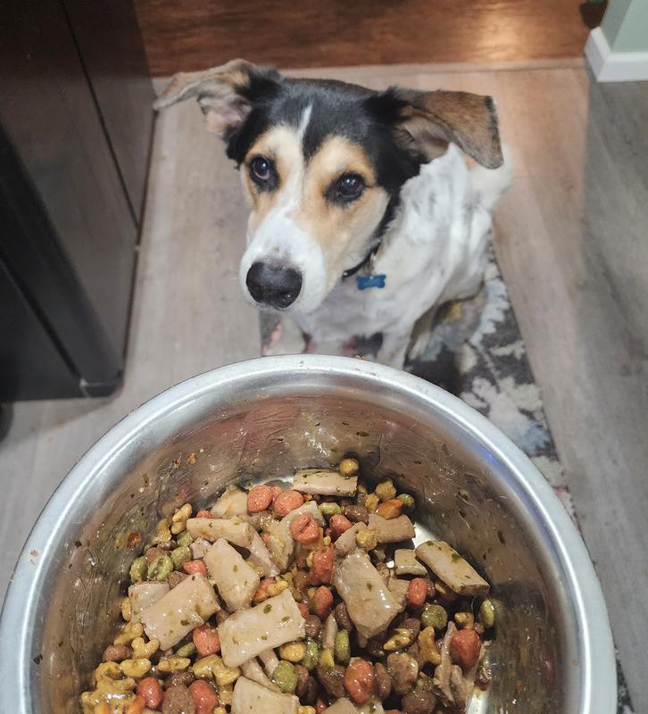 Loki was coming out and sitting in anticipation by the second night of eating this food!