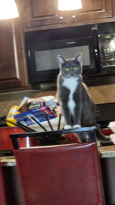 Stormy sitting on the counter