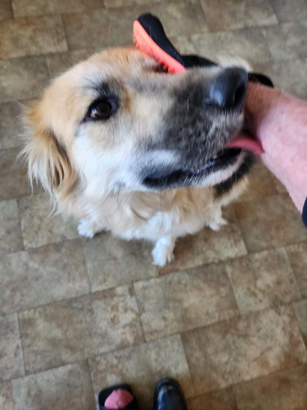 Love Kiss from a Happy Canine